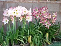 La floraison et le feuillage d'Hippeastrum sont simultanés.