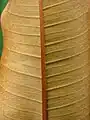 Revers d'une feuille