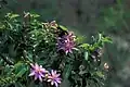Grewia occidentalis
