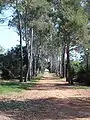 Allée sur l'île Sainte-Marguerite.