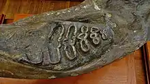 Mandibule de Stegodibelodon schneideri.