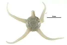 Stegophiura nodosa