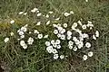 Stellaria crassipes près de Longyearbyen (Spitzberg)
