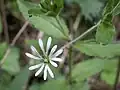 Stellaire des bois