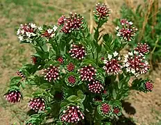 S. chamaejasme