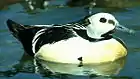 Eider de Steller