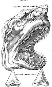 Une illustration en vue latérale d'une tête de requin. Visibles sont les rides, le nez et les yeux exagérés, et en bas se trouvant deux dessins individuels de dents de requin.