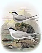 Guifette des galets