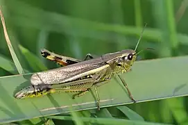 femelle