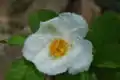 Fleur.