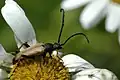 Stictoleptura rubra (Linné, 1758) ♂