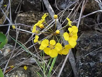 Inflorescence en cyme.
