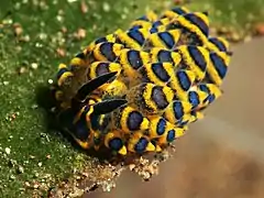 Stiliger ornatus