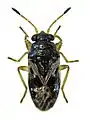 Stizocephalus brevirostris, Nouvelle-Zélande.