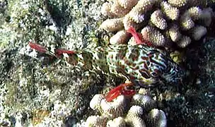 Cirrhitus pinnulatus