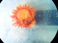 Stomphia coccinea