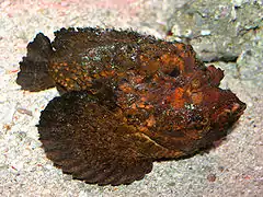 Synanceia verrucosa.