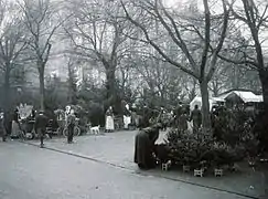 Vente de sapins