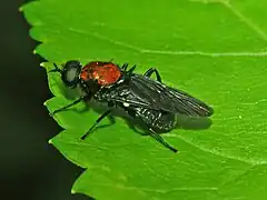 Clitellariinae : Clitellaria ephippium