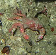 Neoliomera pubescens