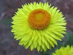 Cultivar à bractées jaune clair et disque central orange.