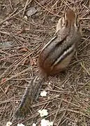 Tamias striatus  avec des rayures moins serrées.