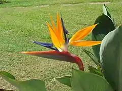 Strelitzia reginae