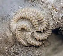 Fossile de Streptaster vorticellatus (Edrioasteroidea).