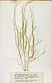Striaria attenuata, planche de l'herbier des frères Crouan (Pierre-Louis et Hippolyte-Marie).