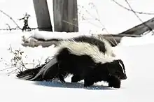 Il ne faut pas confondre les zorilles avec la Mouffette rayée (Mephitis mephitis)