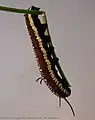 chenille