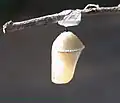 chrysalide