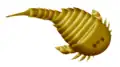 Strobilopterus proteus (Strobilopteridae)