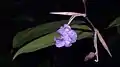 Fleur de Stromanthe tonckat