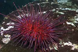 Strongylocentrotus franciscanus, un Camarodonta