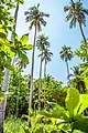 Cocotiers...