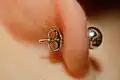 Puces d'oreille et leur poussettes belges.