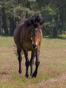 Senner bai dans la réserve de Senne