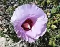 Gossypium sturtianum emblème du Territoire du Nord.