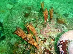 Styela angularis