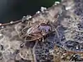 Stygnocoris sabulosus, Lettonie.