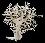 Stylaster parageus.