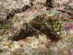 Stylocheilus striatus