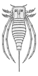 Stylonurella spinipes (Parastylonuridae)
