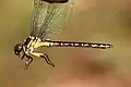 Stylurus amnicola.