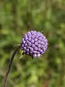 Succisa pratensis.