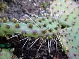Les glochides jaunes d'Opuntia howeyi (de), les zébrures sur les feuilles de l'Aloès maculé et les côtes grisâtres sillonnant la tige de l'Euphorbe vireuse, présentent des couleurs aposématiques avertissant les prédateurs de la spinescence propre à protéger ces plantes contre les mammifères herbivores.
