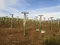 Plantation de canne à sucre à Tuy.