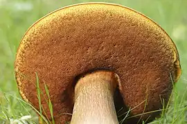 Hyménium à pores orangés rougeâtres.