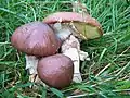 Cuticule viscidule(Suillus luteus)